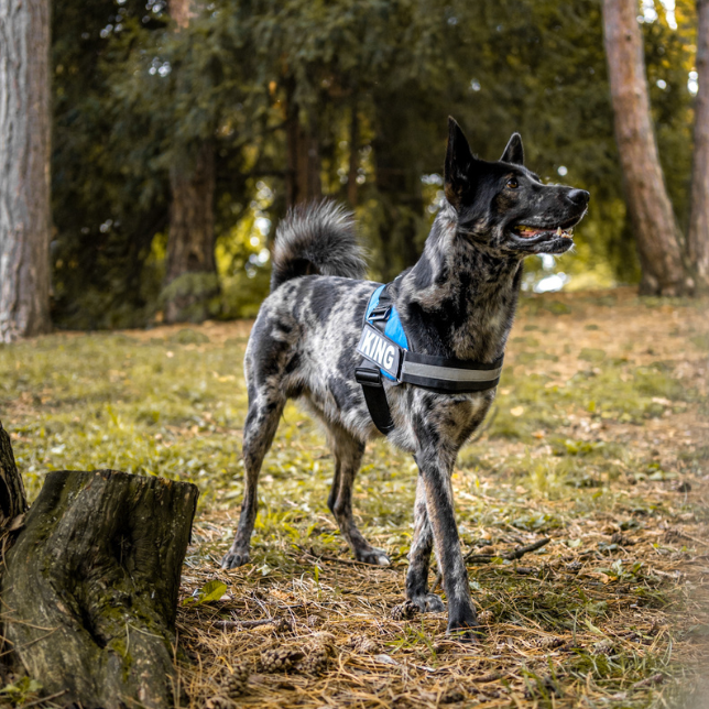 Personalized Dogs Harness - Lifetime Warranty